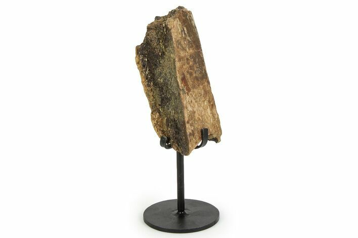 Fossil Triceratops Rib Section w/ Metal Stand - South Dakota #350609